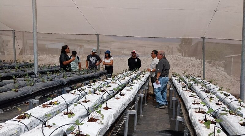 <strong>Con residuos como sustratos, pequeños agricultores de Arica y Parinacota podrán cultivar sin suelo y ahorrando agua</strong>