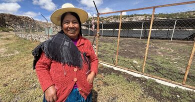 Ganadera aymara resguarda el bienestar de llamas y alpacas donde comienza Chile